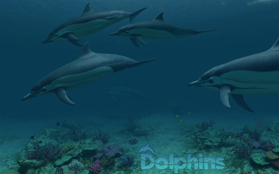 涼しげなイルカに癒やされる夏にピッタリの動く壁紙アプリ Dolphins
